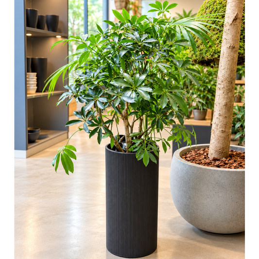 Second Hand Schefflera Arboricola ca. 130 cm | Genbrugsplante
