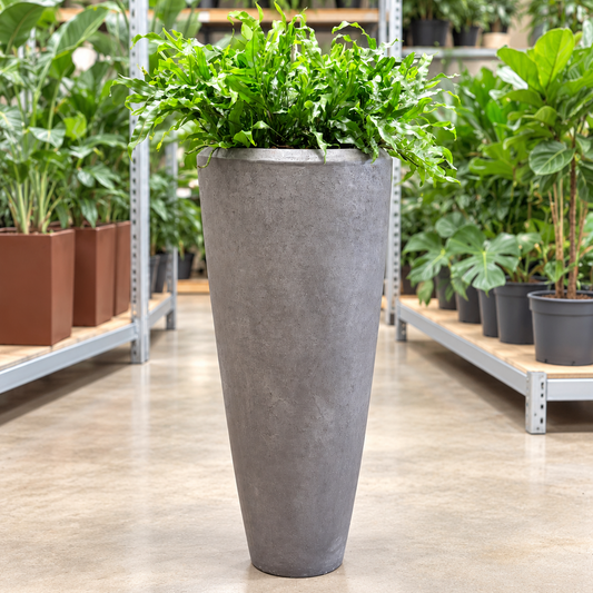Second Hand Bregne – Microsorum ca. 150 cm i høj sort krukke | Genbrugsplante