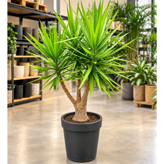 Second Hand Yucca Elephantipes ca. 165 cm – Fler-stammet i sort krukke | Genbrugsplante