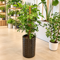 Indlæs billede i gallerivisning, Second Hand Philodendron Pedatum ca. 130 cm | Genbrugsplante
