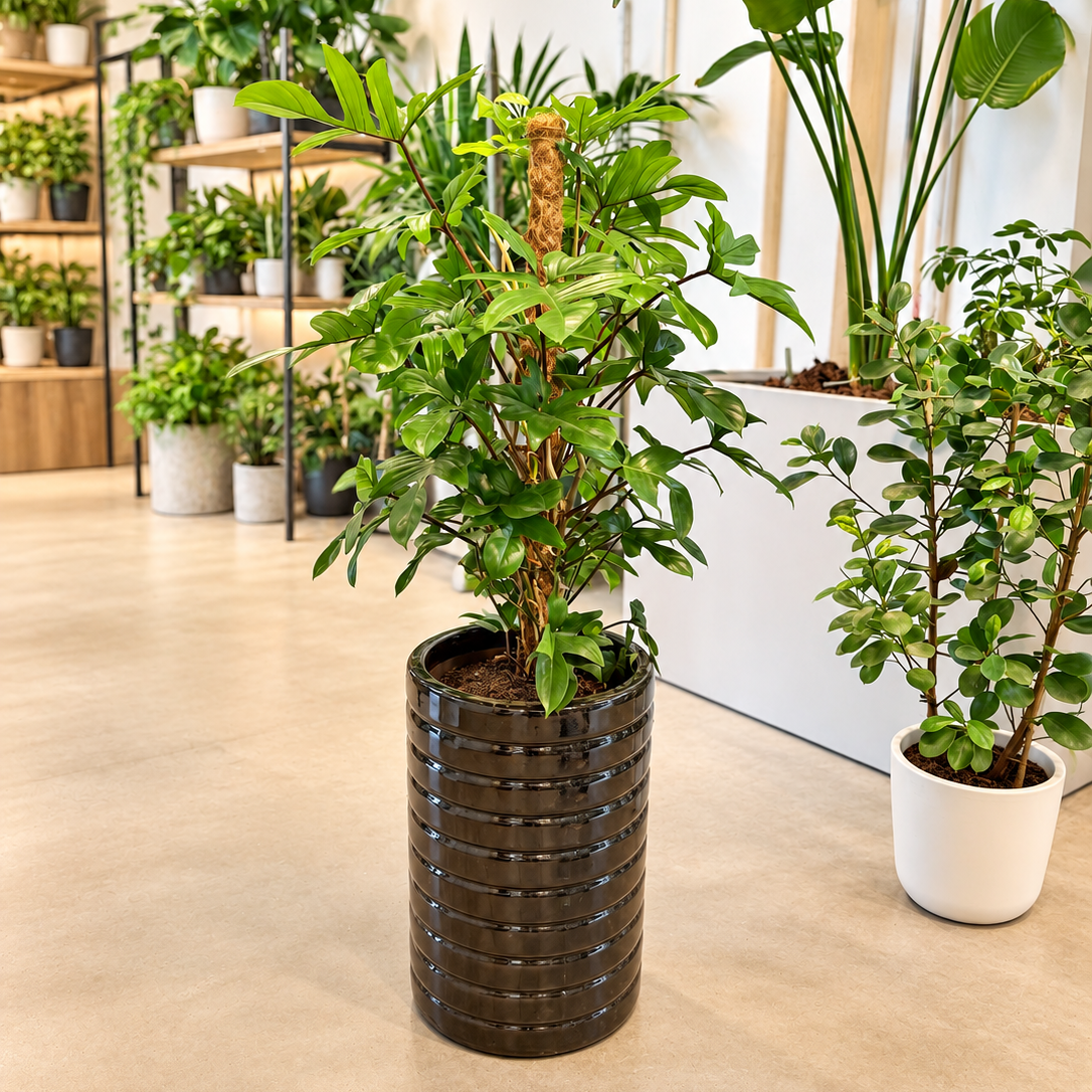 Second Hand Philodendron Pedatum ca. 130 cm | Genbrugsplante