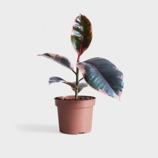 Ficus elastica 'Belize' i Ø12 cm potte med variegerede rosa og grønne blade