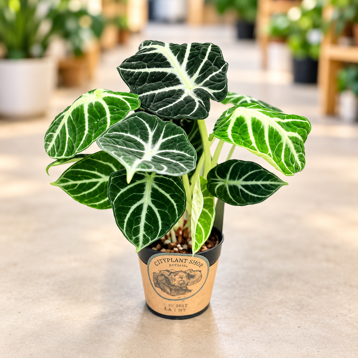Elefantøre (Alocasia ‘Bambino’) 30 cm
