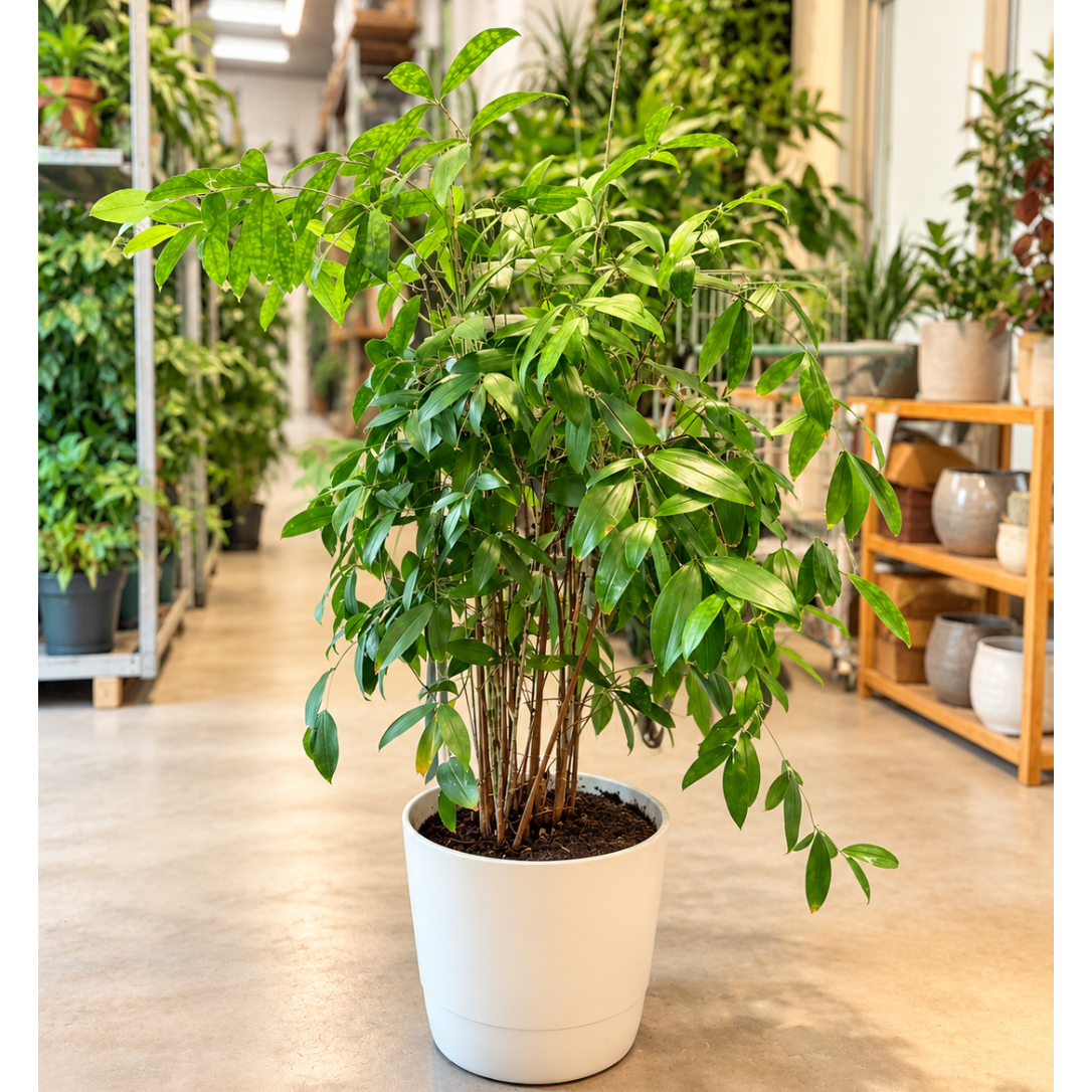 Second Hand Dracaena Surculosa ca. 140 cm – Komplet i hvid krukke | Genbrugsplante