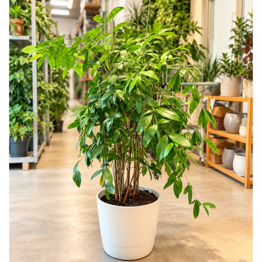Second Hand Dracaena Surculosa ca. 140 cm – Komplet i hvid krukke | Genbrugsplante