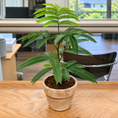 Indlæs billede i gallerivisning, Sovetræ (Cojoba arborea) 45–50 cm inkl. lerkrukke
