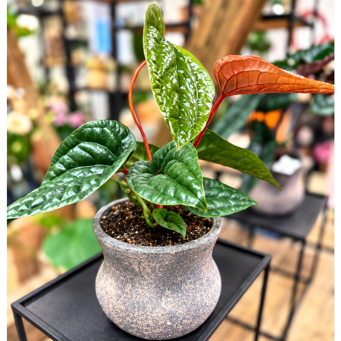Elefantøre – Alocasia 'Silver Dragon' ca. 35 cm med krukke