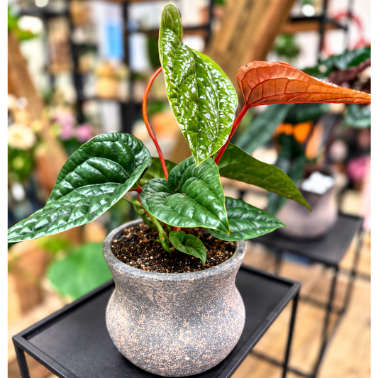 Elefantøre – Alocasia 'Silver Dragon' ca. 35 cm med krukke