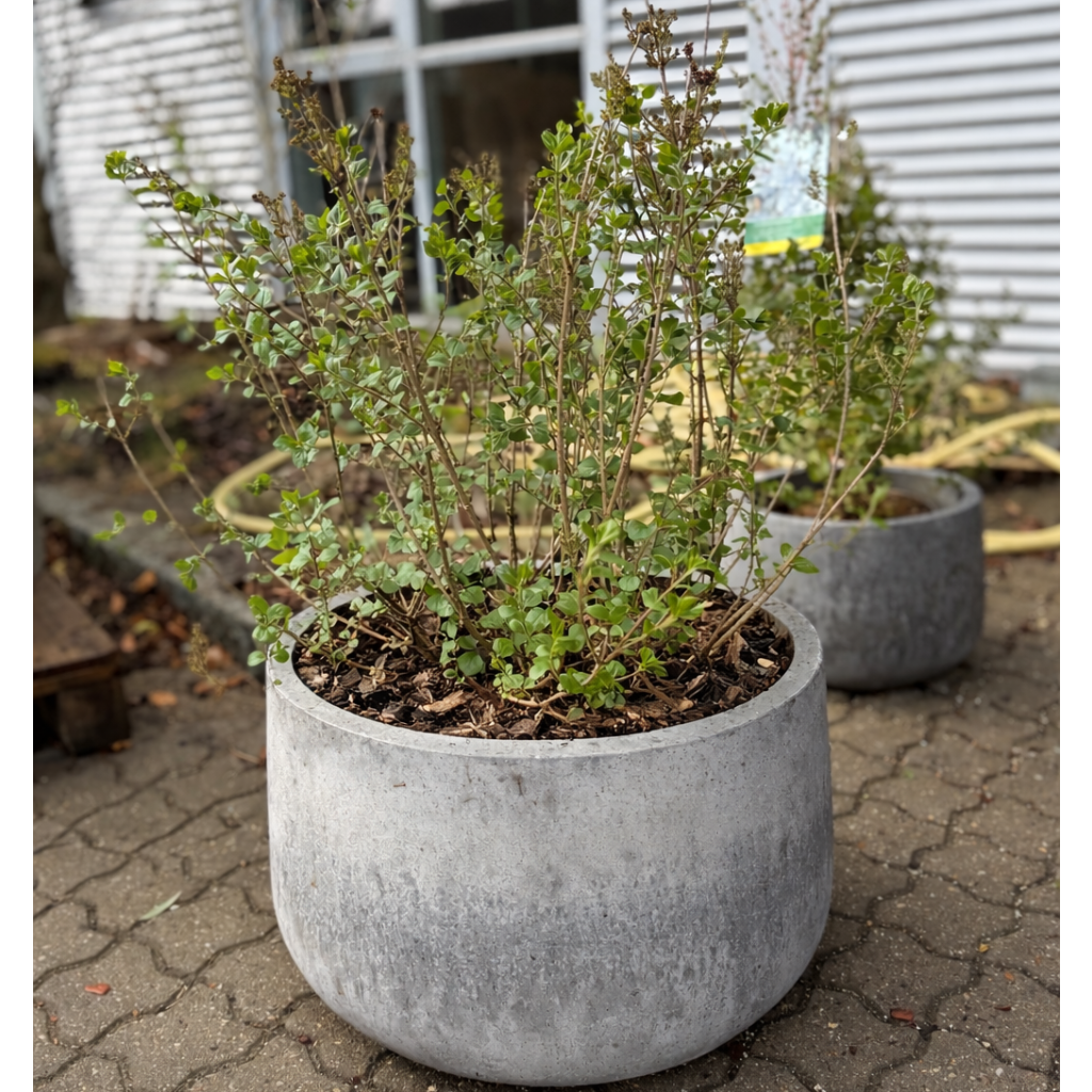 Second Hand Syren – Syringa meyeri Palibin 90 cm i Cementkrukke fra Århus
