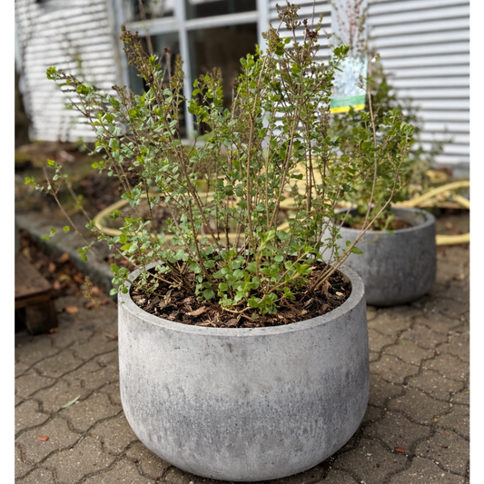 Second Hand Syren – Syringa meyeri Palibin 90 cm i Cementkrukke fra Århus