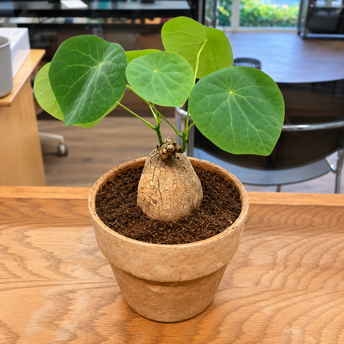 Knoldplante (Stephania suberosa) 25 cm inkl. lerkrukke
