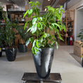 Indlæs billede i gallerivisning, Schefflera actinophylla i sort højglans-krukke – 160 cm høj
