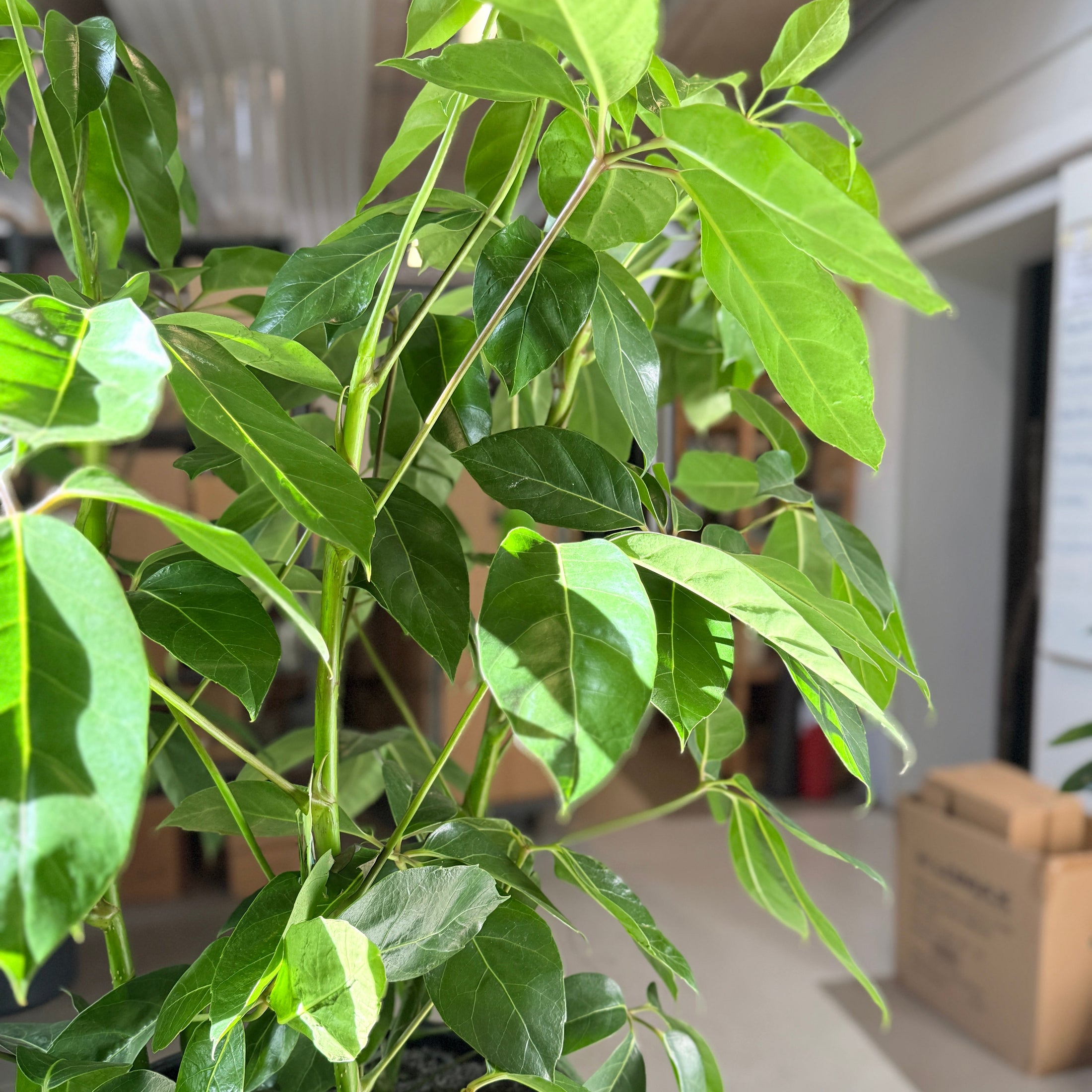 Schefflera actinophylla i sort højglans-krukke – 160 cm høj
