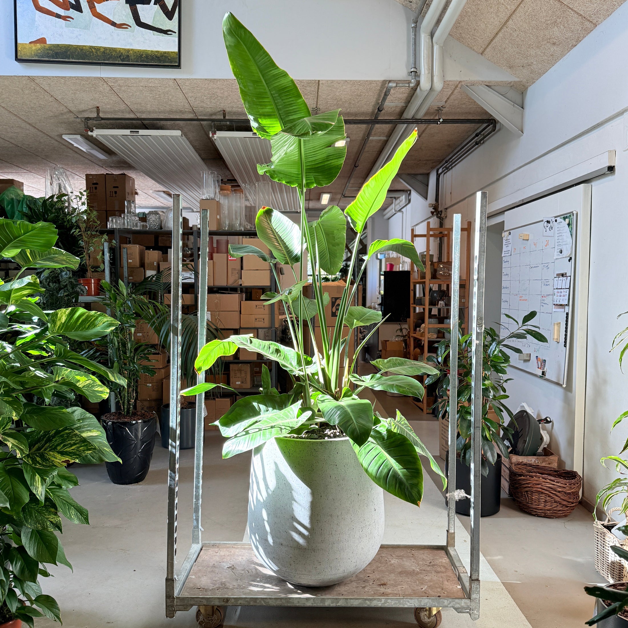 Strelitzia nicolai i cementkrukke – 230 cm høj