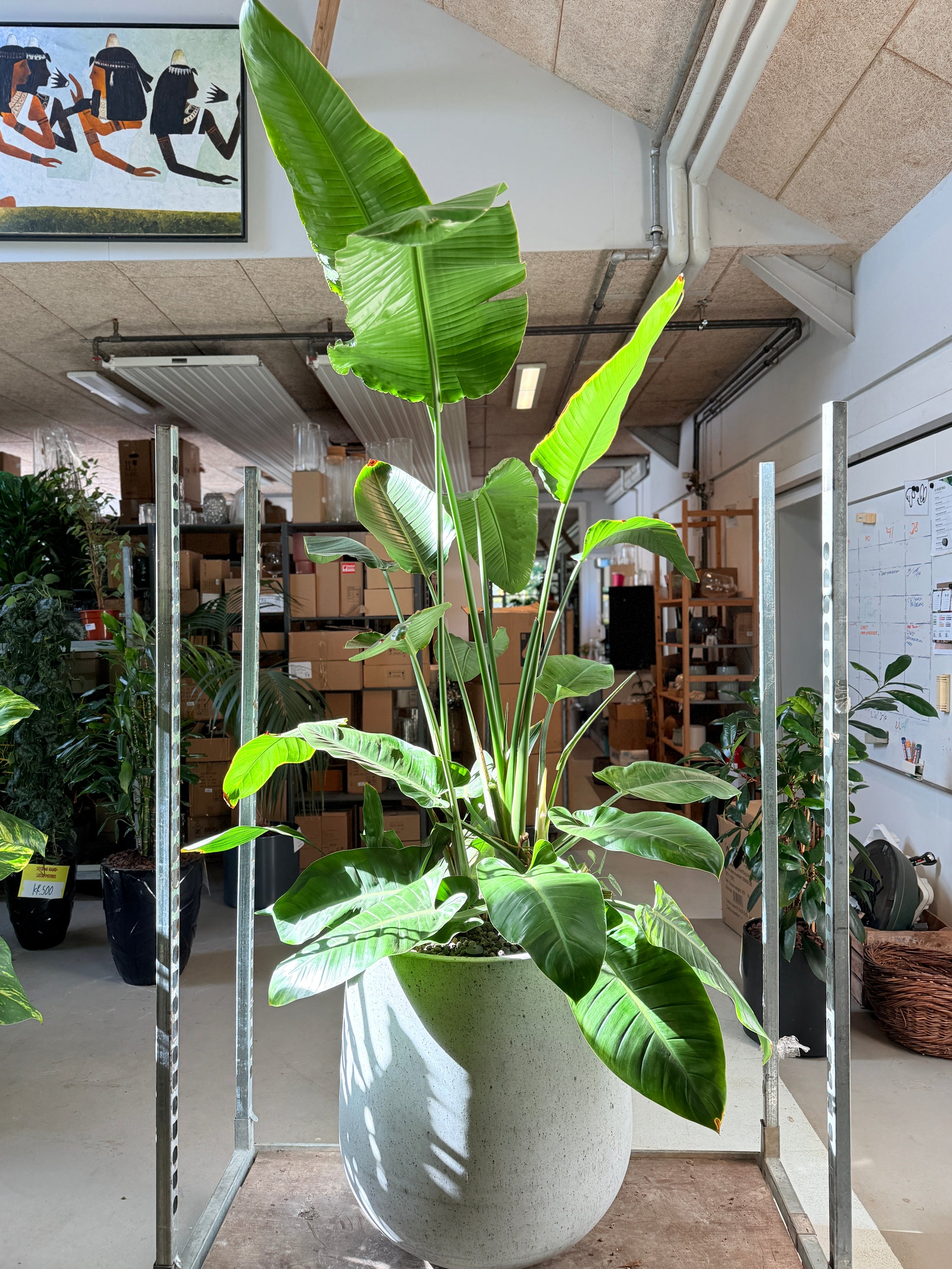 Strelitzia nicolai i cementkrukke – 230 cm høj