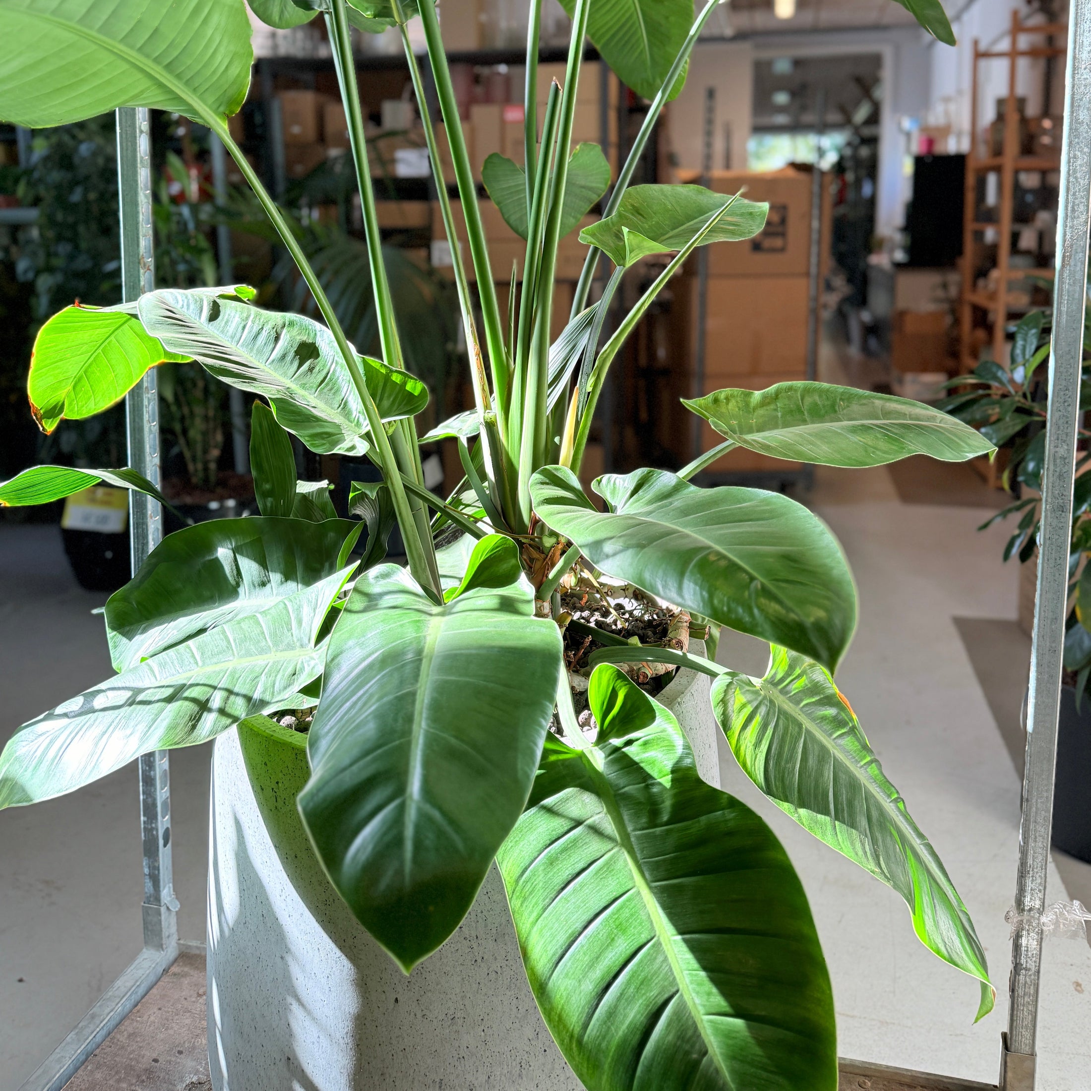 Strelitzia nicolai i cementkrukke – 230 cm høj