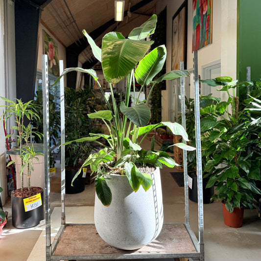 Strelitzia nicolai i cementkrukke – 230 cm høj