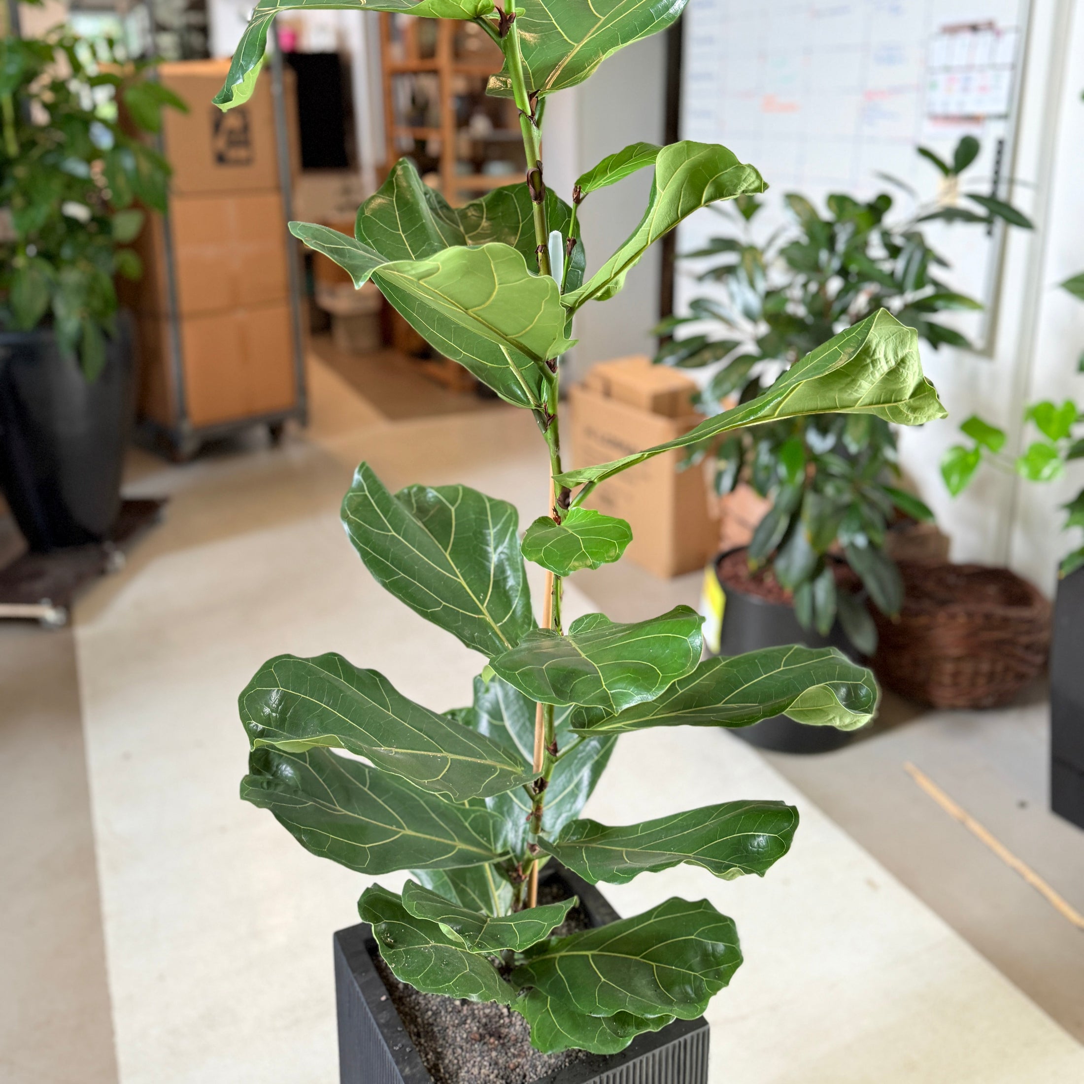 Ficus lyrata (Violinfigen) i sort plastkrukke – 190 cm høj