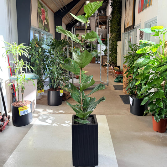 Ficus lyrata (Violinfigen) i sort plastkrukke – 190 cm høj