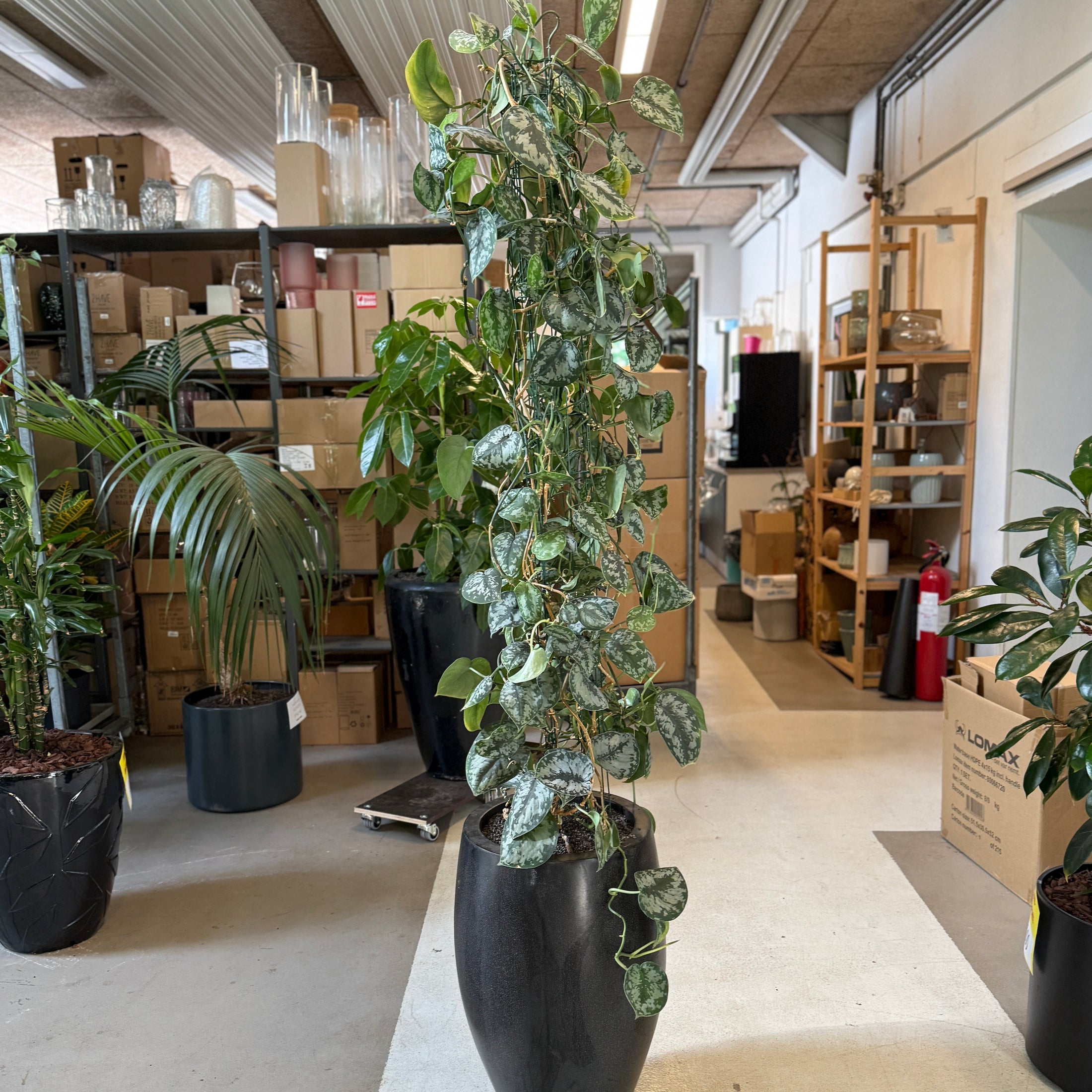 Scindapsus pictus (sølvrankevine) i sort krukke – 200 cm høj