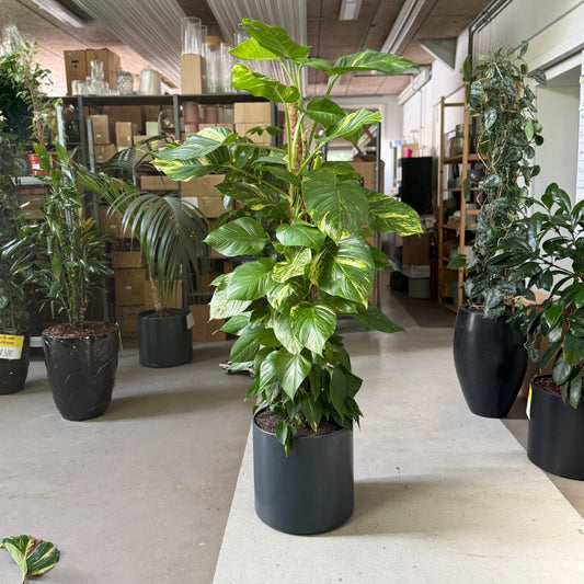 Epipremnum aureum (Guldranke) i sort krukke – 180 cm høj