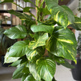 Indlæs billede i gallerivisning, Epipremnum aureum (Guldranke) i sort krukke – 180 cm høj
