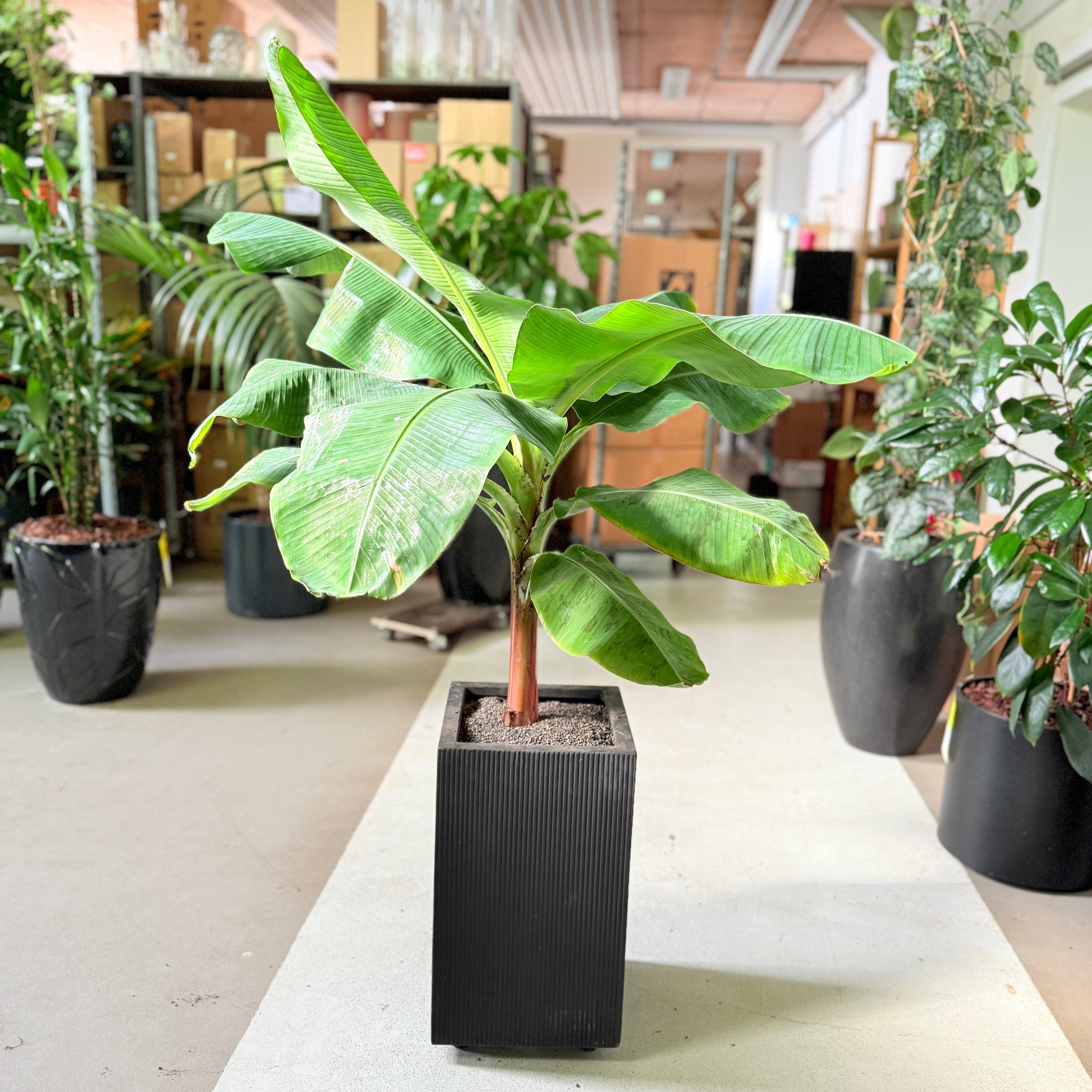 Bananplante / Bananpalme (Musa) i plastpotte – 70 cm høj