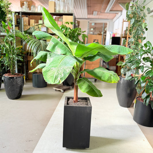 Bananplante i sort høj krukke – 150 cm