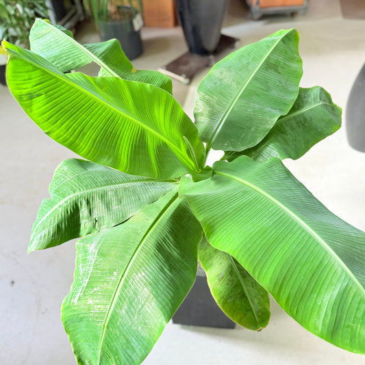 Bananplante i sort høj krukke – 150 cm