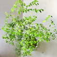 Indlæs billede i gallerivisning, Radermachera sinica (Kinesisk paraplyplante) i hvid krukke – 100 cm høj
