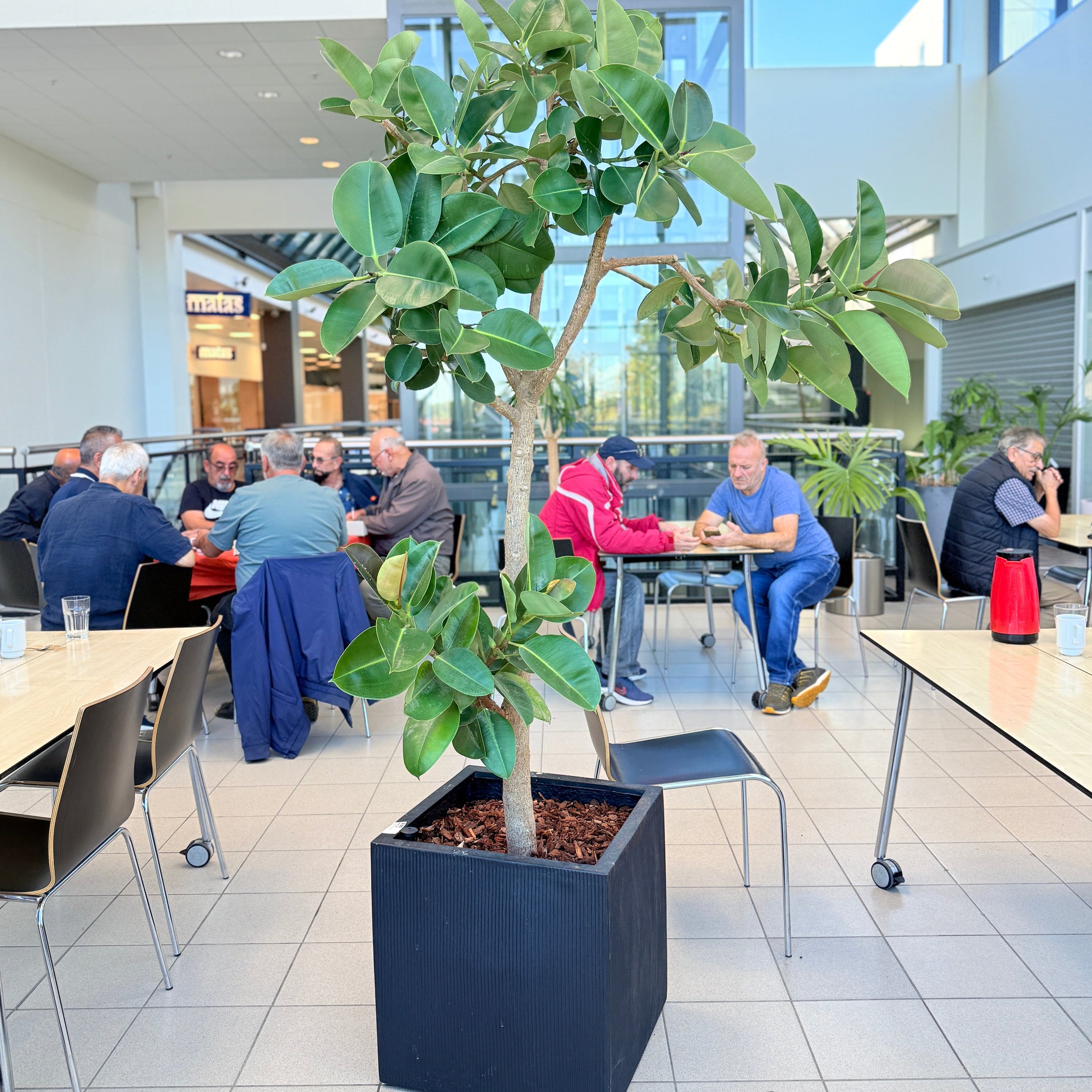 Ficus elastica i sort krukke – 240 cm høj