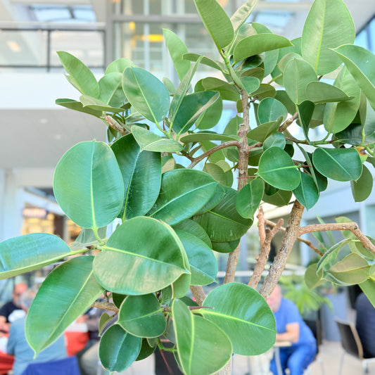 Ficus elastica i sort krukke – 240 cm høj