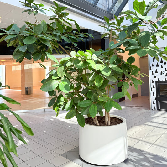 Ficus Benghalensis (Bengalfigen) i hvid krukke – Stor Second Hand Plante 250-300 cm