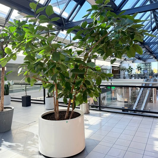 Ficus Benghalensis (Bengalfigen) i hvid krukke – Stor Second Hand Plante 250-300 cm