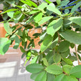 Indlæs billede i gallerivisning, Ficus Benghalensis (Bengalfigen) i hvid krukke – Stor Second Hand Plante 250-300 cm
