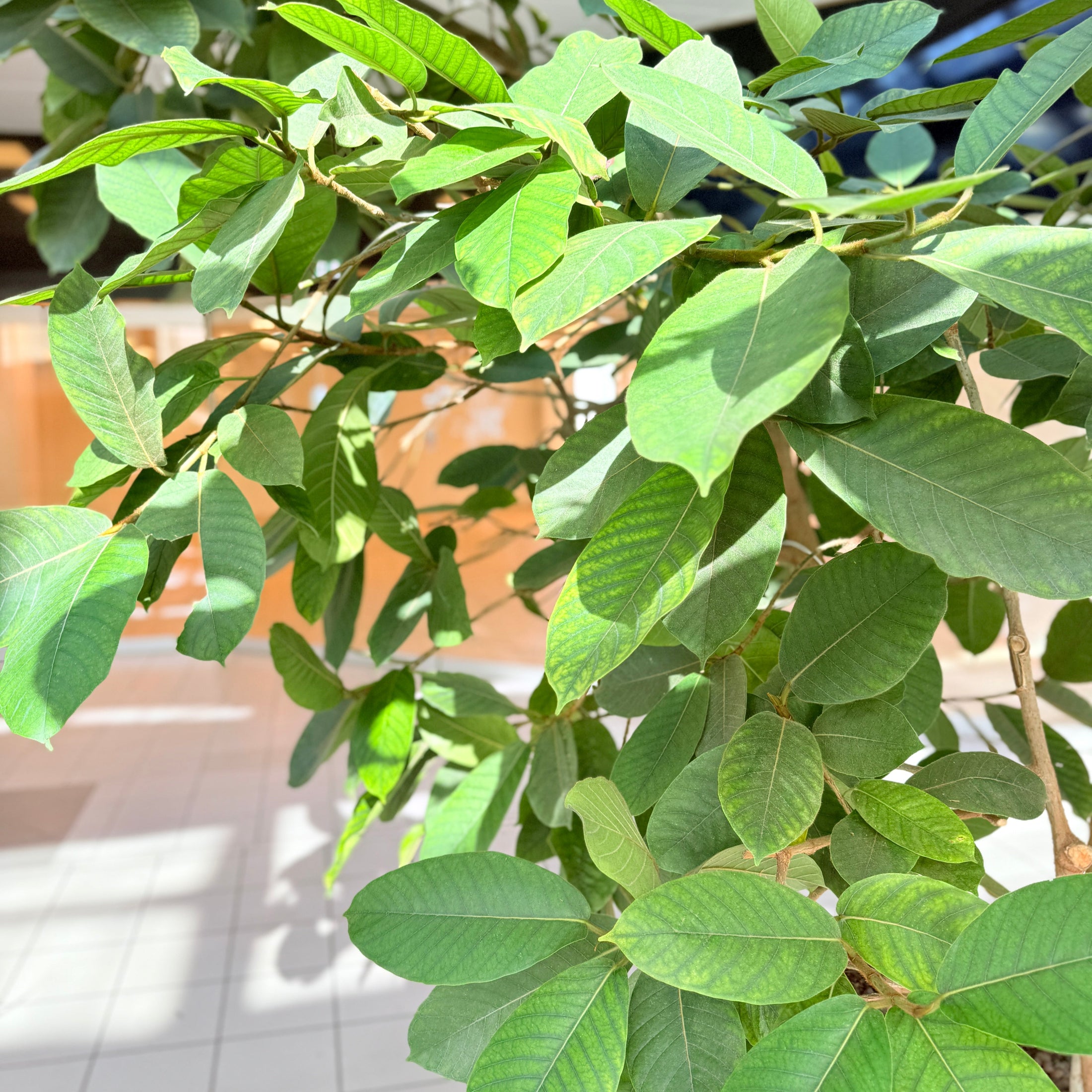 Ficus Benghalensis (Bengalfigen) i hvid krukke – Stor Second Hand Plante 250-300 cm