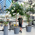 Indlæs billede i gallerivisning, Ficus Lyrata (Violinfigen) i grå cementkrukke – Stor Second Hand Plante 300 cm
