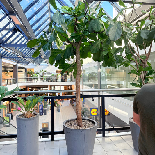 Ficus Lyrata (Violinfigen) i grå cementkrukke – Stor Second Hand Plante 300 cm