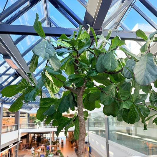 Ficus Lyrata (Violinfigen) i grå cementkrukke – Stor Second Hand Plante 300 cm