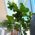 Indlæs billede i gallerivisning, Ficus Lyrata (Violinfigen) i cementkrukke – Stor Second Hand Plante 260-280 cm
