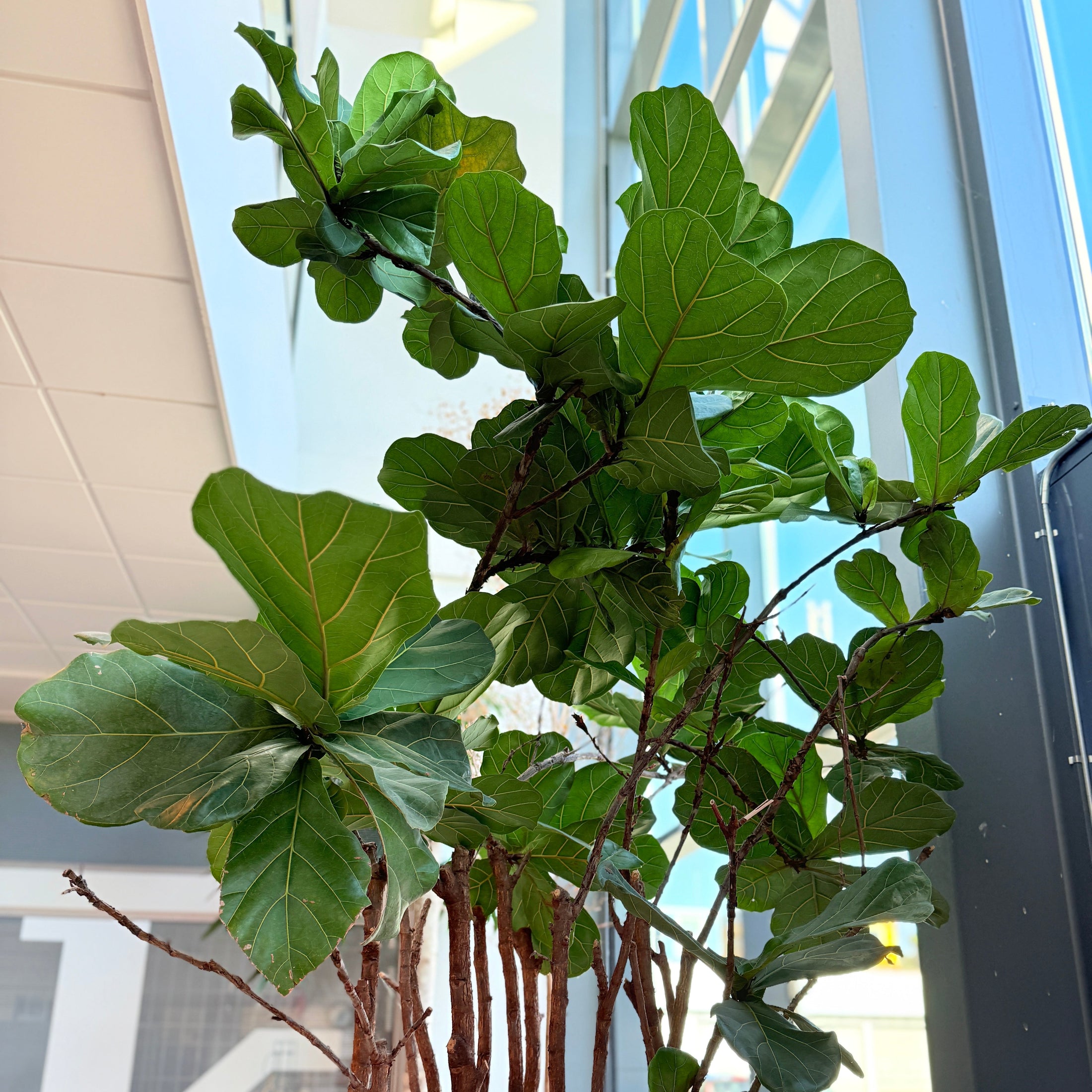 Ficus Lyrata (Violinfigen) i cementkrukke – Stor Second Hand Plante 260-280 cm