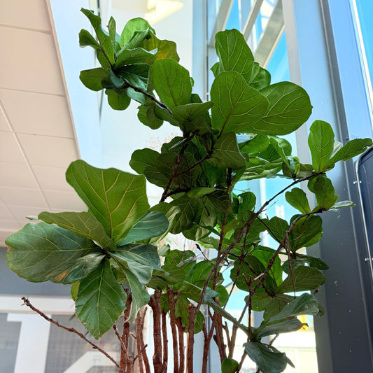 Ficus Lyrata (Violinfigen) i cementkrukke – Stor Second Hand Plante 260-280 cm