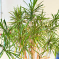 Indlæs billede i gallerivisning, Dracaena marginata i sort firkantet krukke – 180 cm høj

