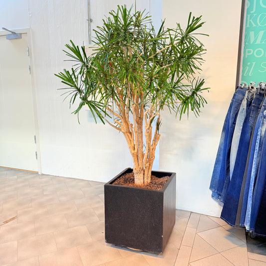 Dracaena marginata i sort firkantet krukke – 180 cm høj