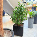 Indlæs billede i gallerivisning, Dracaena i sort krukke – Medium Second Hand Plante 150 cm
