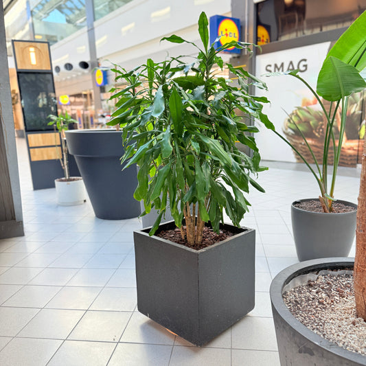 Dracaena i sort krukke – Medium Second Hand Plante 150 cm