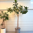Indlæs billede i gallerivisning, Ficus lyrata (Violinfigen) på stamme i krukke – ca. 3,3 meter høj
