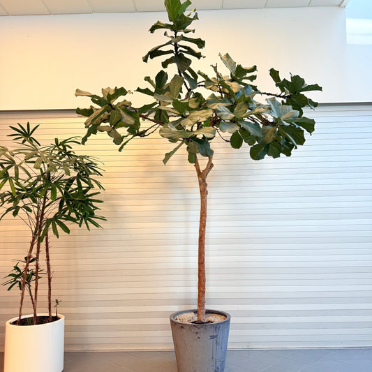 Ficus lyrata (Violinfigen) på stamme i krukke – ca. 3,3 meter høj