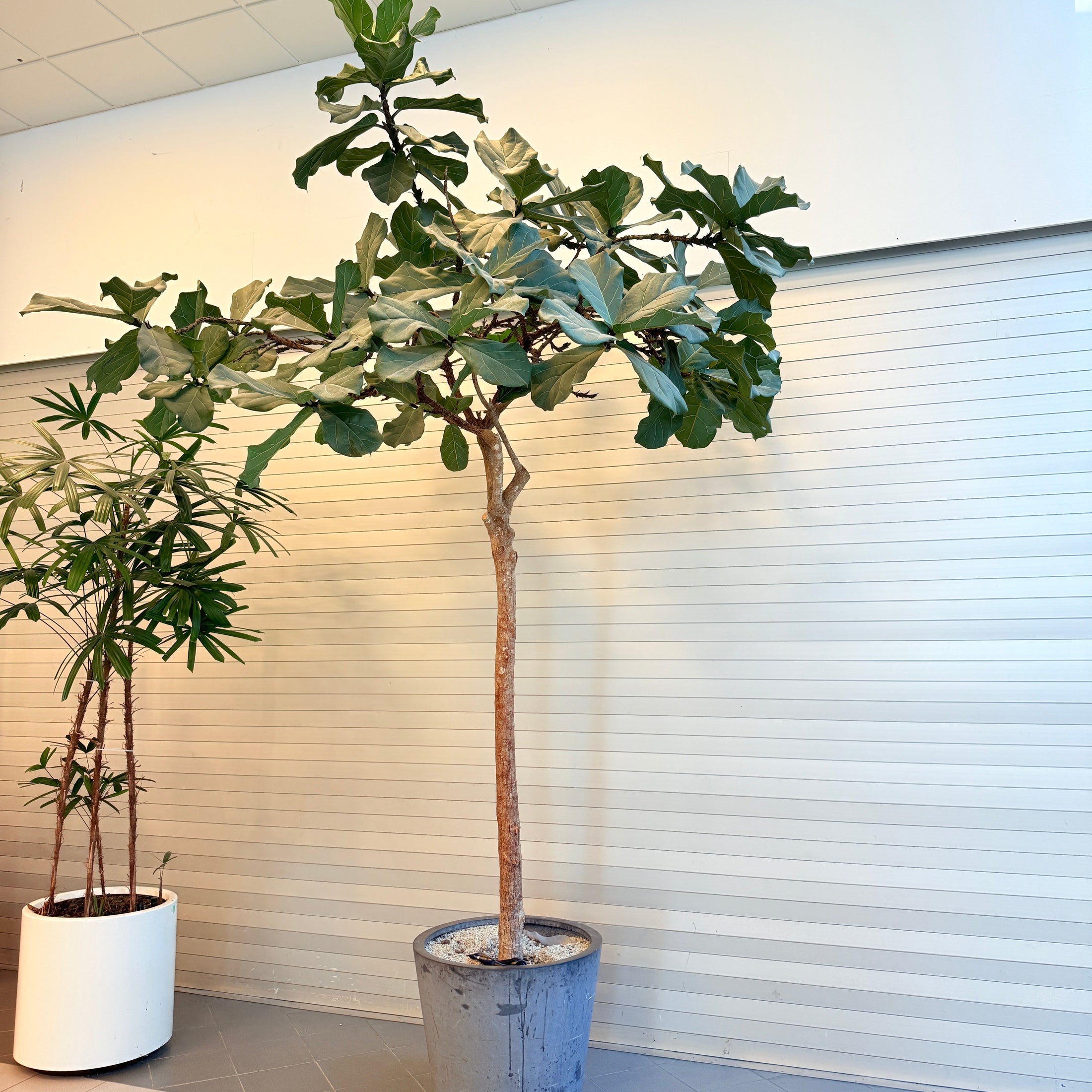 Ficus lyrata (Violinfigen) på stamme i krukke – ca. 3,3 meter høj
