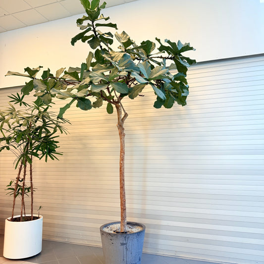 Ficus lyrata (Violinfigen) på stamme i krukke – ca. 3,3 meter høj